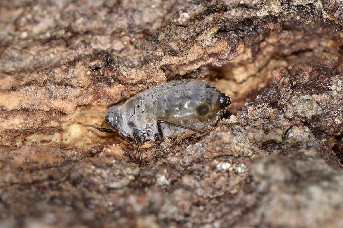 Lasius fuliginosus interessate ad un grosso afide